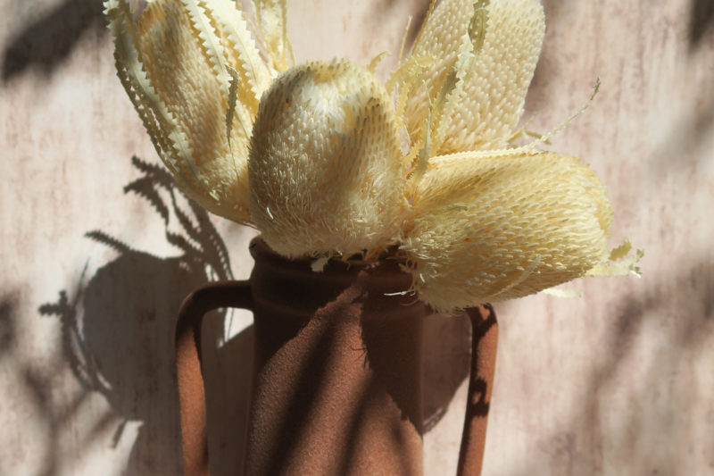 banksia fleur exotique