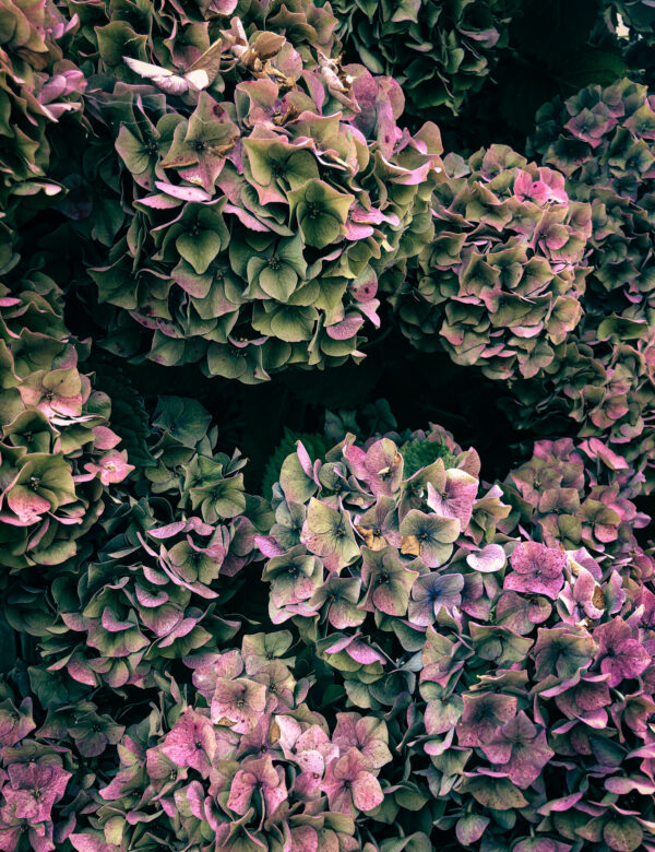 Commande pour Cassandre